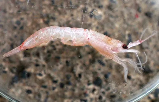 Un krill capturado en la Isla Rey Jorge